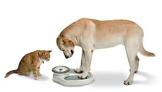 hond en kat weegschaal