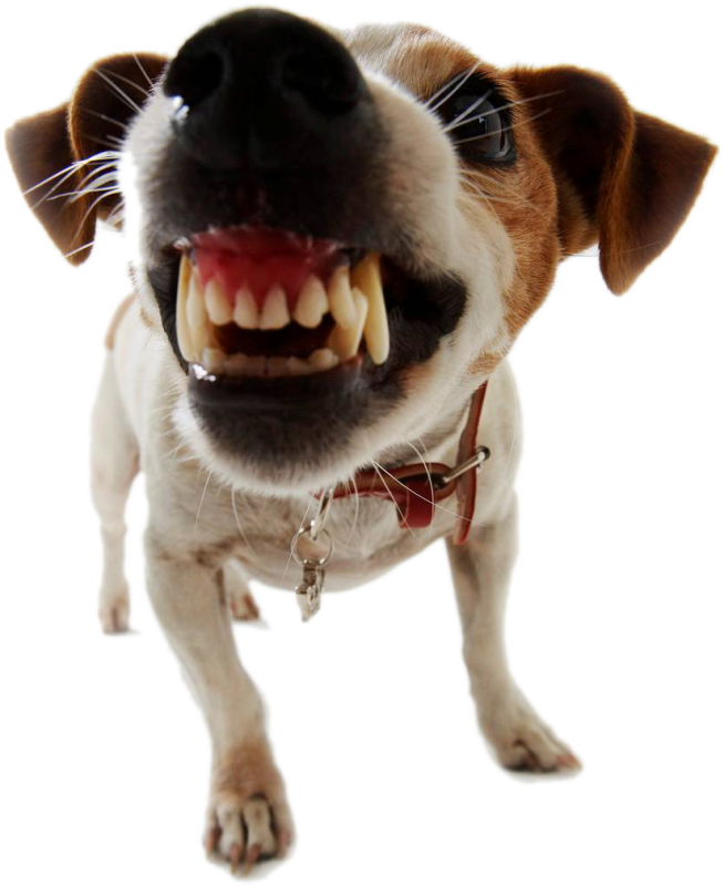 bad dog