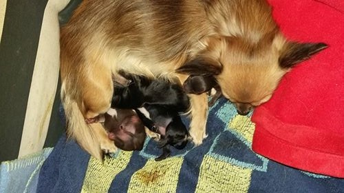 33086884 1783881708317665 5907453999245688832 n