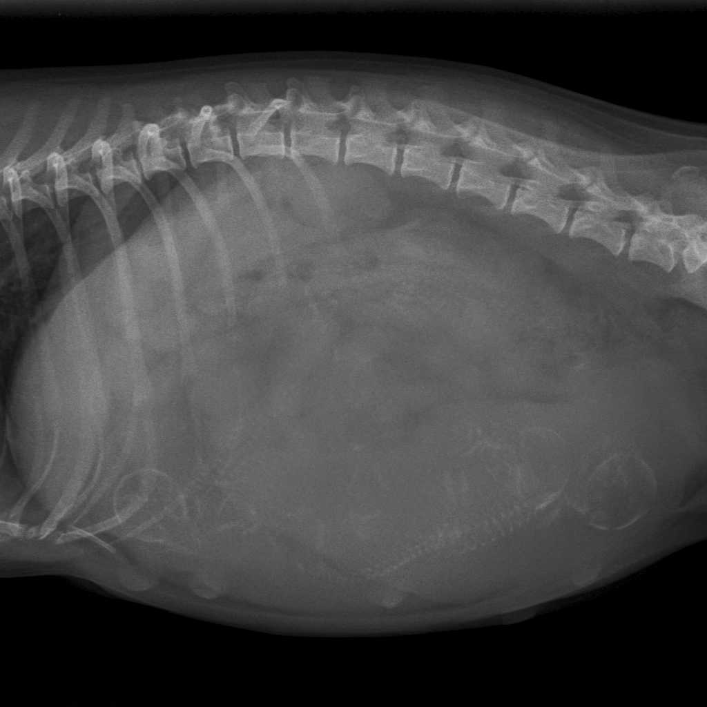 dracht foto miss kelly