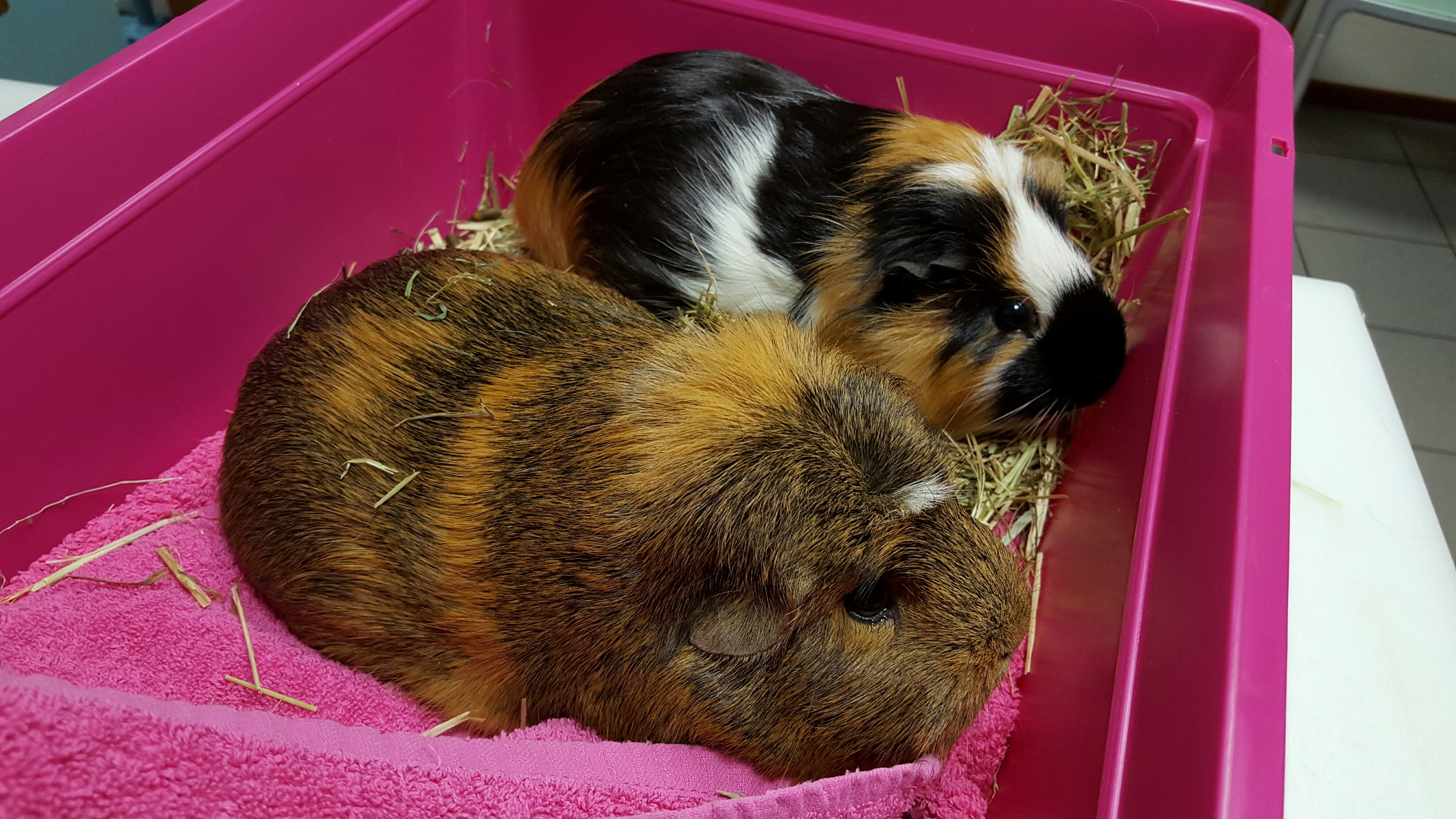 Cavia1