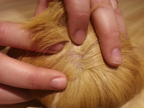 Schurftcavia1