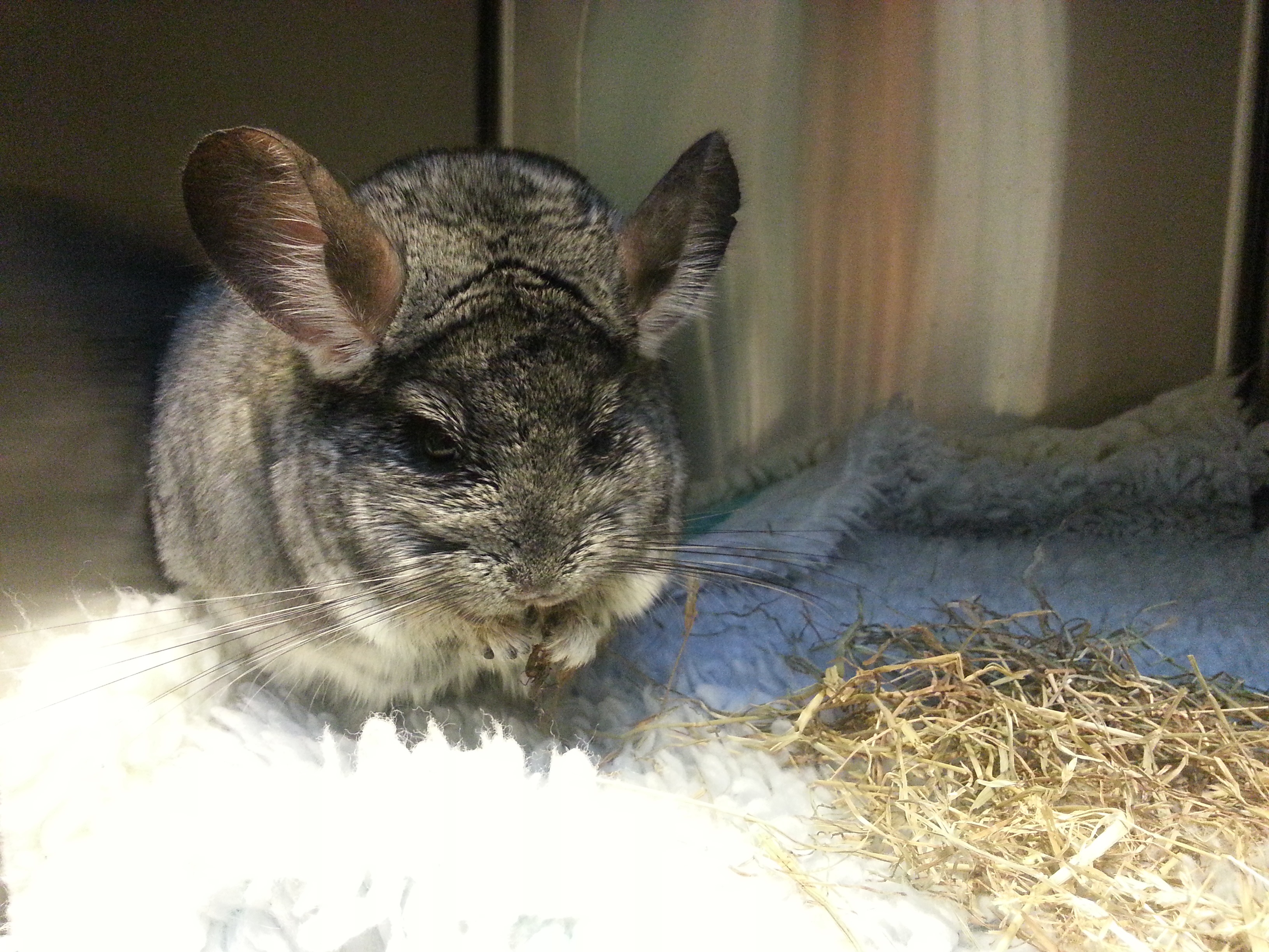 Chinchilla