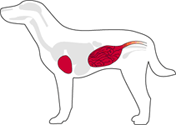 dog parvo