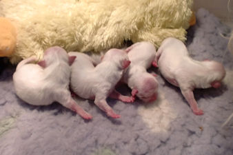 pups samen dag 0 web