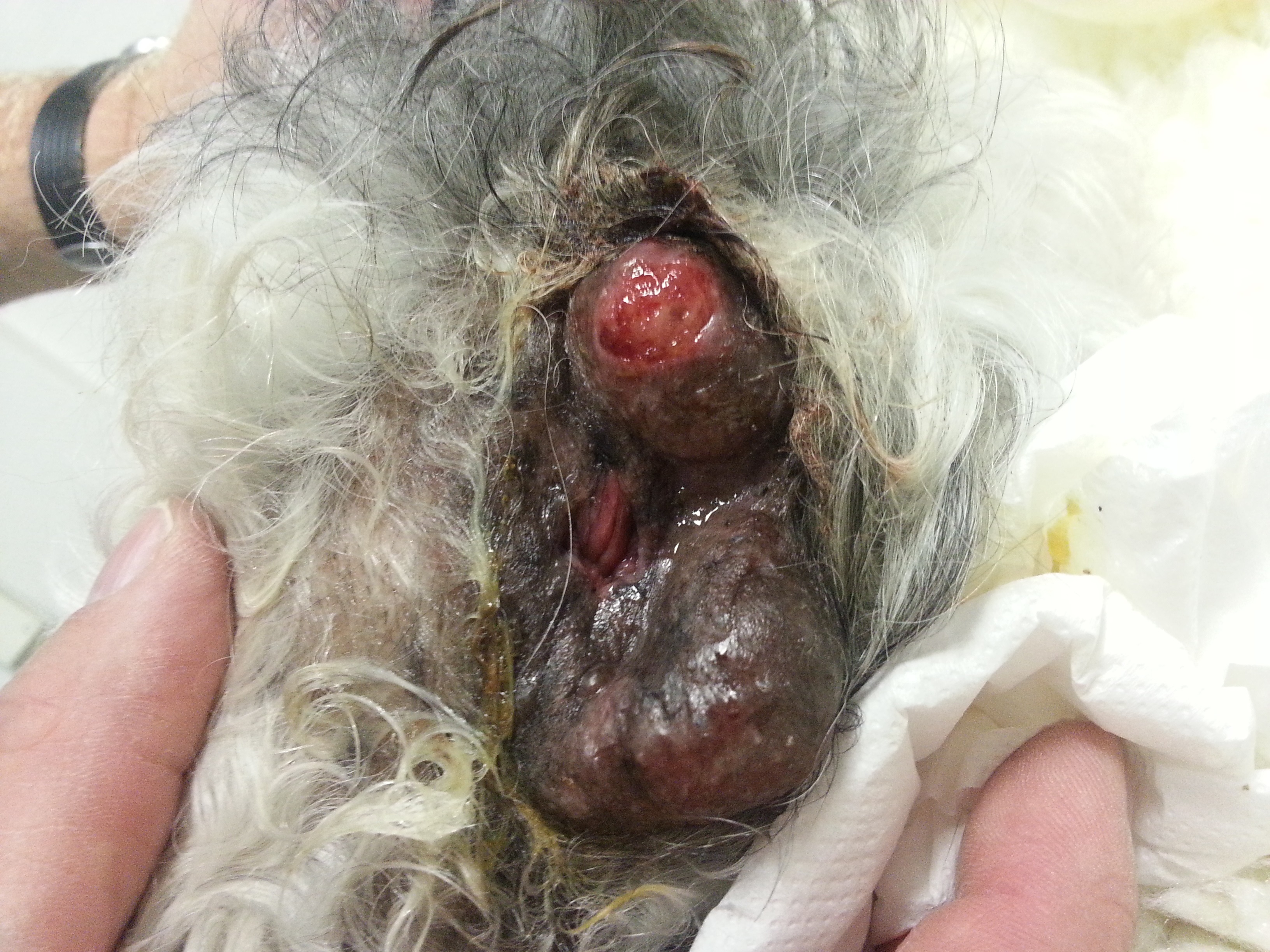 Circumanaalkliertumor