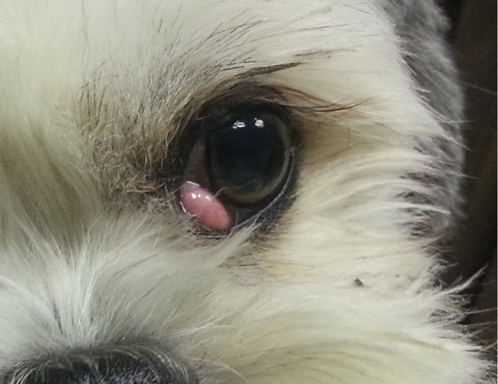 Cherry eye detail