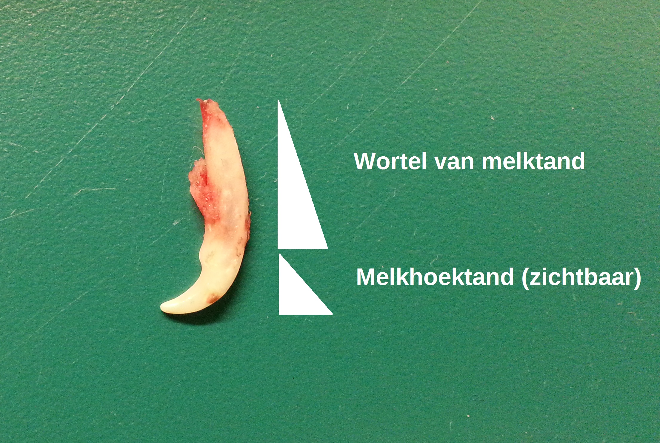 Dubbelehoektand2-2
