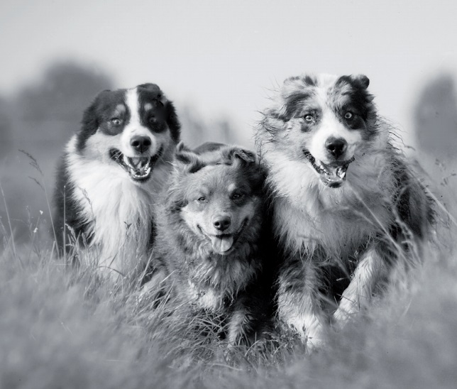 Honden