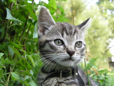 gijs6