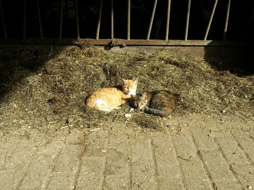 Boerderijkatten