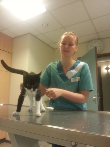 KittenballondarmBalou5