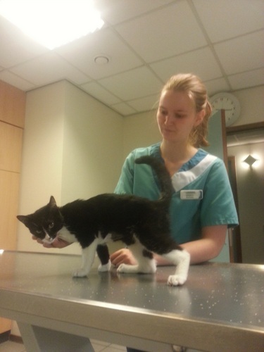 KittenballondarmBalou7