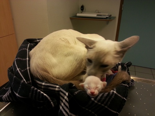 Moederpoesmetkittens2