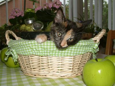 Diana van Putten - Asri