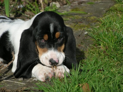 Gladys Mestdagh - Chanelle1