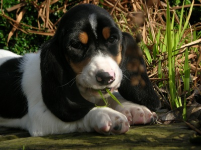 Gladys Mestdagh - Chanelle2