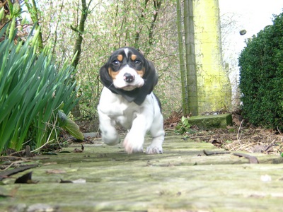 Gladys Mestdagh - Chanelle3