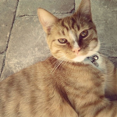 Janice Warmerdam - Whisky