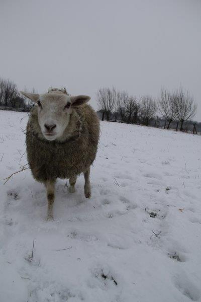 Schmallie in de sneeuw 1 1