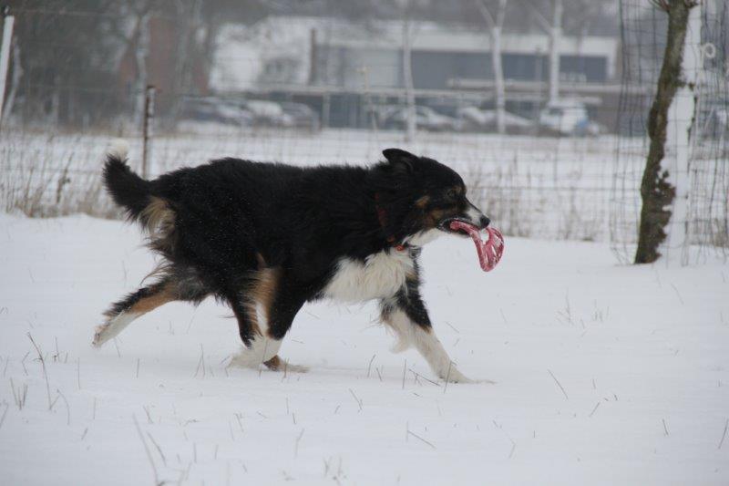 Schmallie in de sneeuw 10