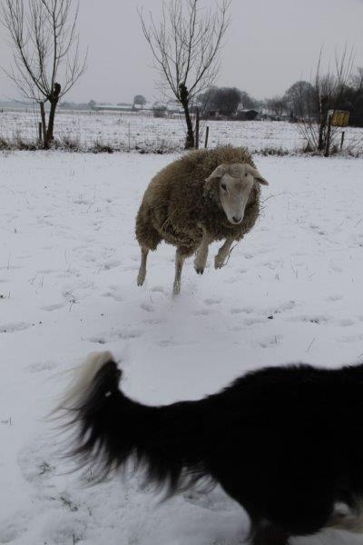 Schmallie in de sneeuw 15 1