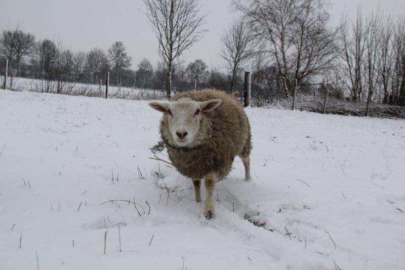 Schmallie in de sneeuw 22 1