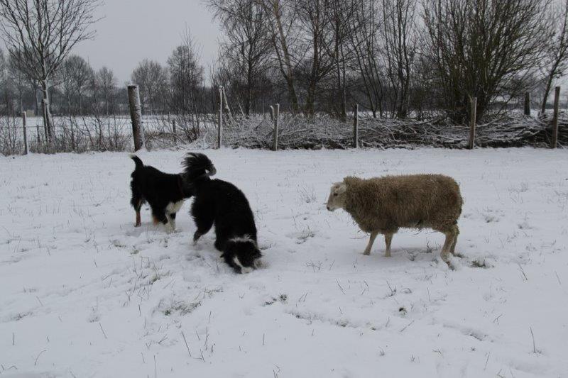 Schmallie in de sneeuw 35
