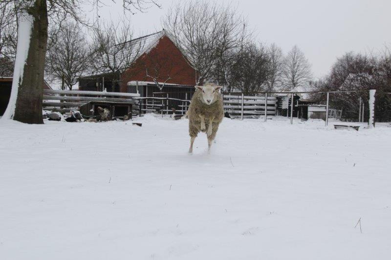 Schmallie in de sneeuw 4 1