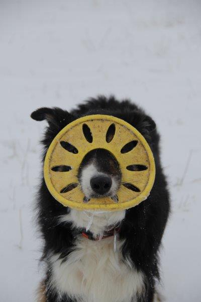 Schmallie in de sneeuw 42