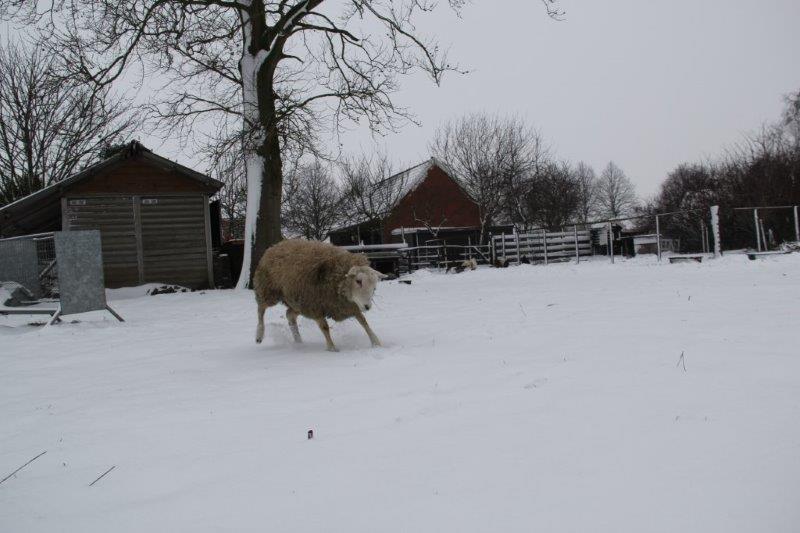 Schmallie in de sneeuw 5 1