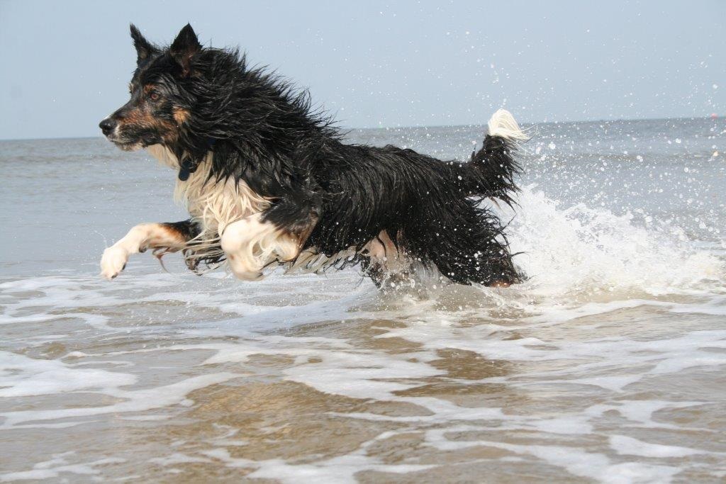 Texel 2009  370