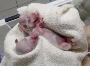 pups wrijven
