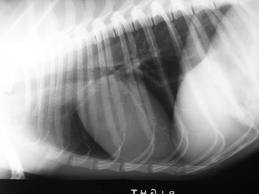 thoraxhond